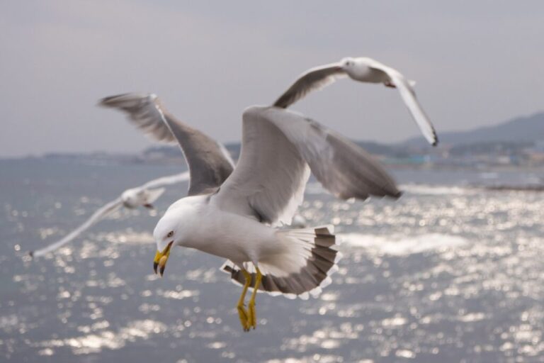 Runir e pagnar gulls — литеры чаек